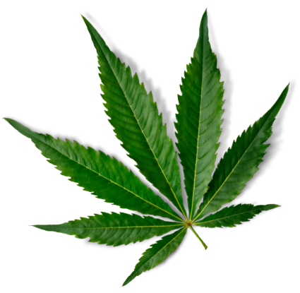 feuille-chanvre-plante-cannabis