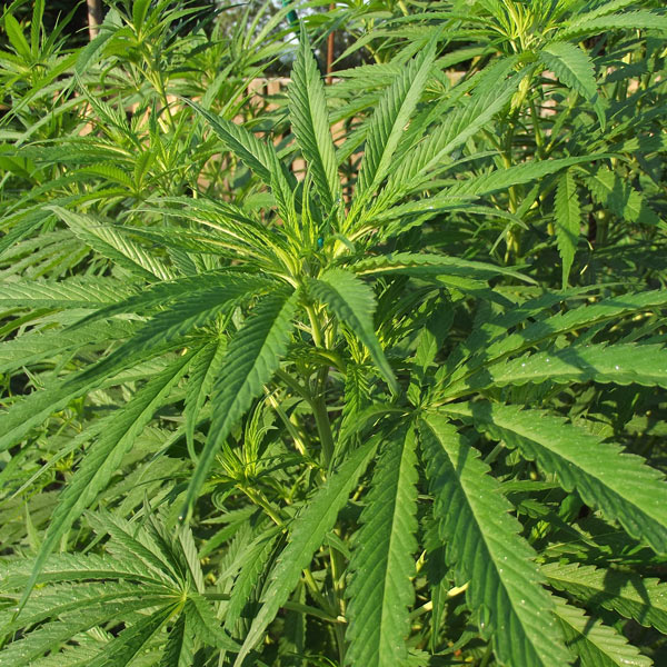 Natural-Cosmos-N1-Graines-de-chanvre-collections