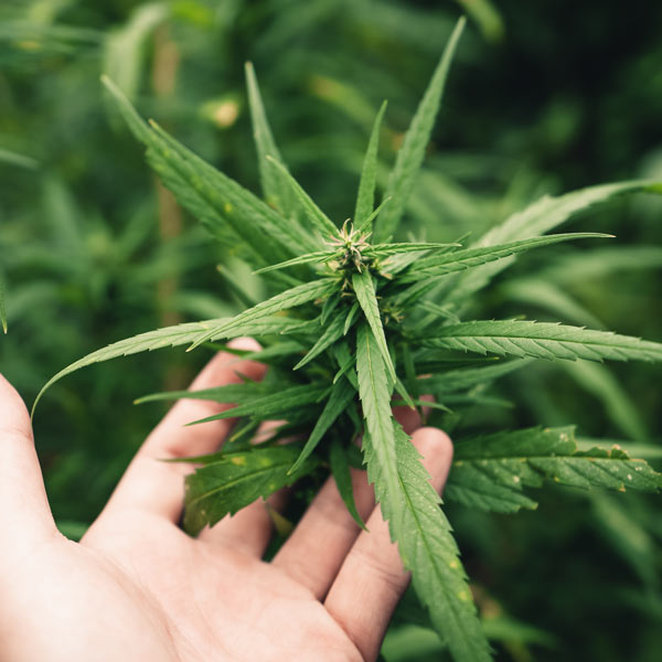 conseil-plante-de-chanvre-cannabis