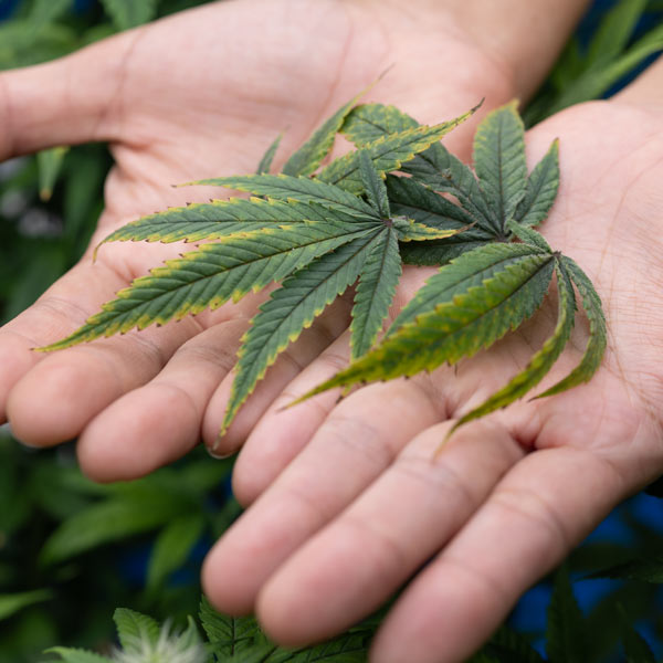 culture-chanvre-france