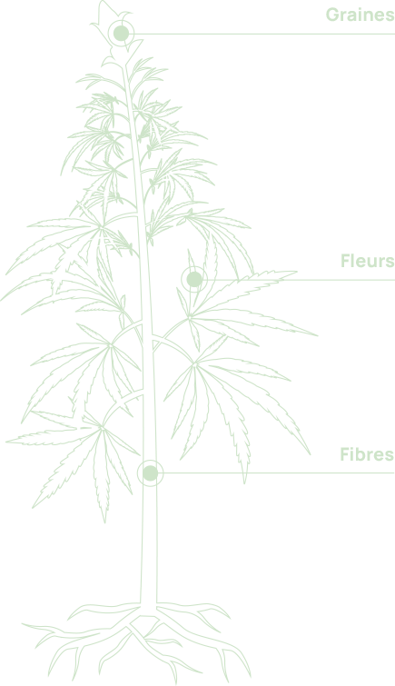 visuel-plante-chanvre